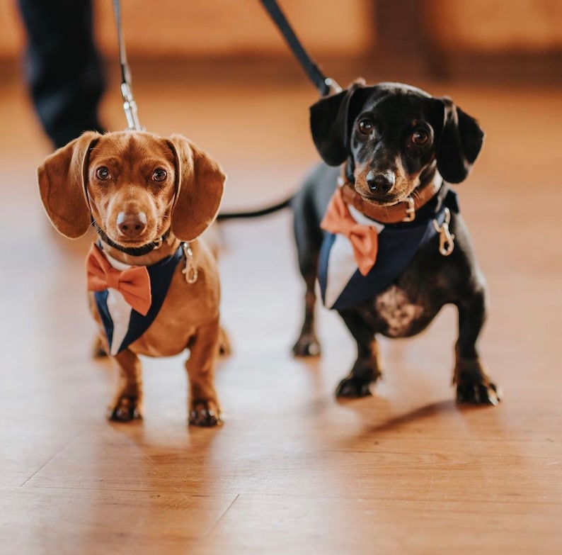May include: Two dachshunds standing side by side, one light brown and one black. Both dogs wear matching navy blue and white tuxedo-style bandanas featuring small orange bow ties. Each dog is attached to a black leash with a silver metal clip.