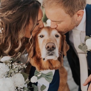 Sage green bow tie dog tuxedo, Dog wedding tuxedo, Dog wedding attire, Sage green dog bow tie, Dog ring bearer