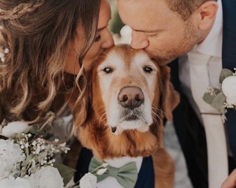 Sage green bow tie dog tuxedo, Dog wedding tuxedo, Dog wedding attire, Sage green dog bow tie, Dog ring bearer