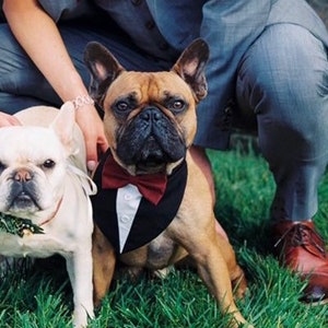 Puede incluir: Dos bulldogs franceses sentados sobre la hierba. El perro de color leonado lleva un pa&ntilde;uelo negro estilo esmoquin con una pajarita roja oscura y botones blancos. El perro blanco lleva un collar verde con un peque&ntilde;o adorno. Ambos miran al frente.