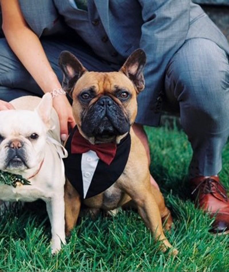Puede incluir: Dos bulldogs franceses sentados sobre la hierba. El perro de color leonado lleva un pa&ntilde;uelo negro estilo esmoquin con una pajarita roja oscura y botones blancos. El perro blanco lleva un collar verde con un peque&ntilde;o adorno. Ambos miran al frente.