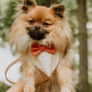 Beige Dog Tuxedo Bandana with Bow Tie: Wedding Ring Bearer Attire