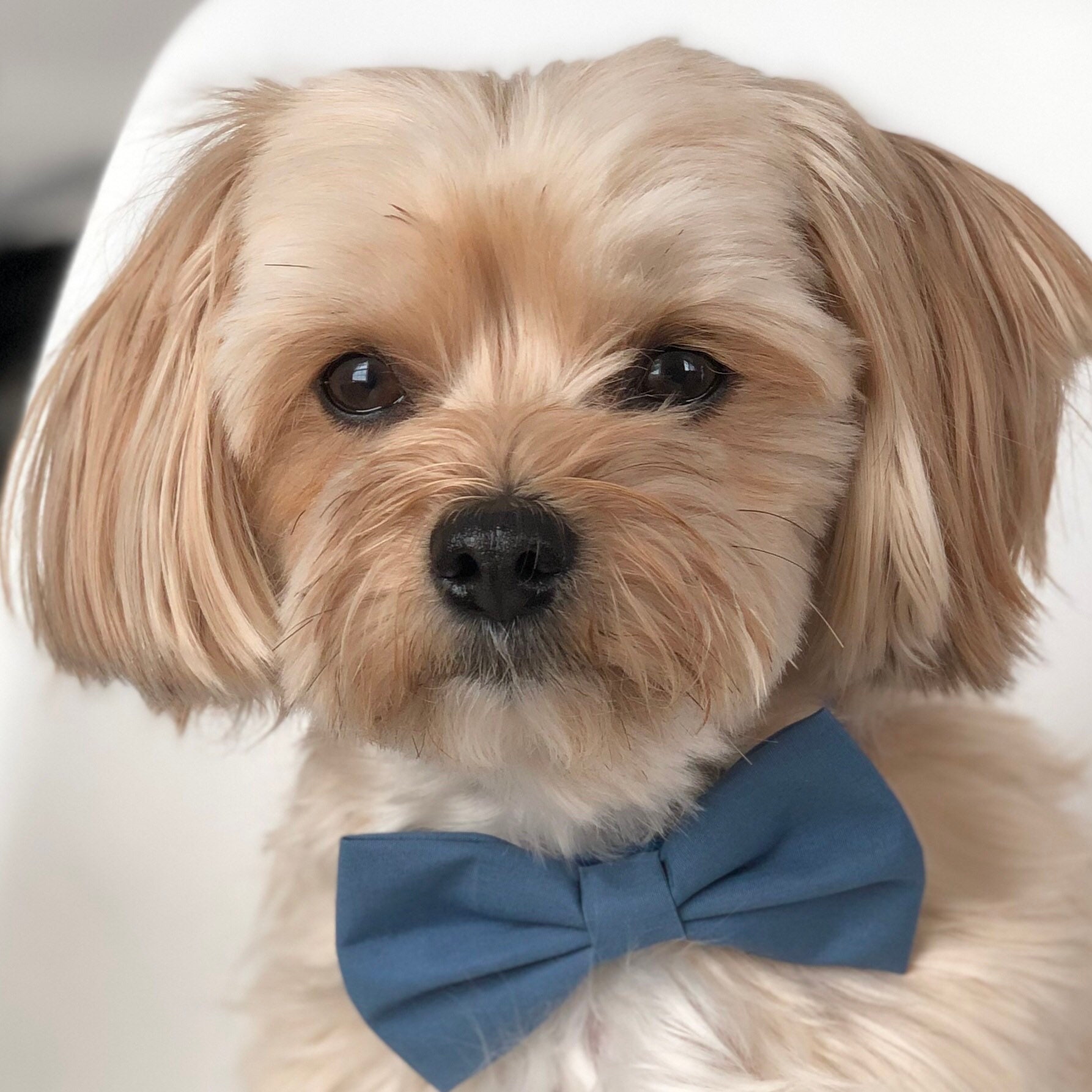 Hunde fliege Hund Hochzeit fliege Haustier Hochzeit fliege Etsy