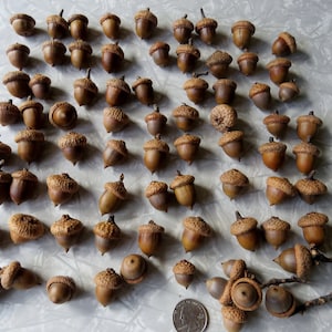 May include: A collection of numerous brown acorns with textured caps arranged in a grid-like pattern. A silver United States quarter coin is positioned near the bottom right corner to provide a clear sense of scale for the various acorn sizes.