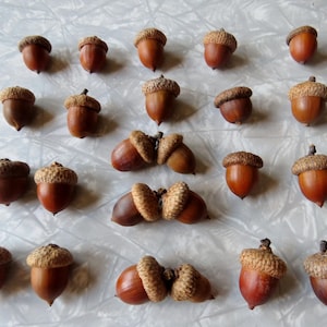 May include: A collection of brown acorns arranged in rows, featuring both individual nuts with textured caps and several pairs of acorns joined together at their stems, displaying natural variations in shape and size.