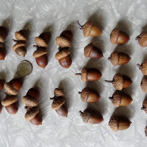 May include: A collection of brown acorns with textured caps arranged in rows, accompanied by a single silver-colored United States quarter coin for scale, showcasing the natural variation in size and shape of the individual nut specimens.