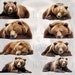 45 Bear Digital Overlays Grizzly Bear PNG Clipart Brown Bear Overlay ...