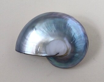 Riell Avantgarde Shell Brooch Statement Silver Brooch - Etsy UK