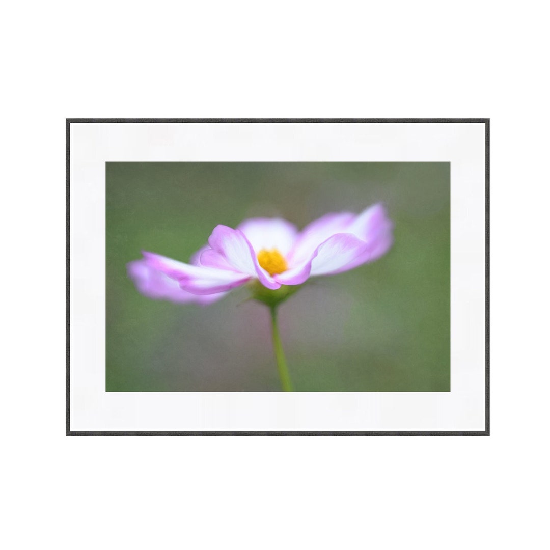 printable-flower-photography-wall-art-white-cosmos-digital-download