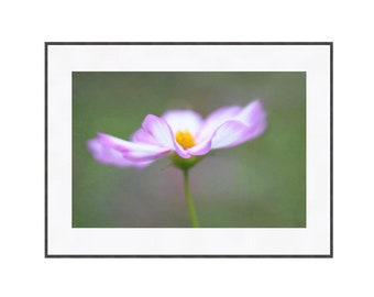 Flower Photography Wall Art White Cosmos Digital Download Printable Floral Art Ethereal Flower Photography