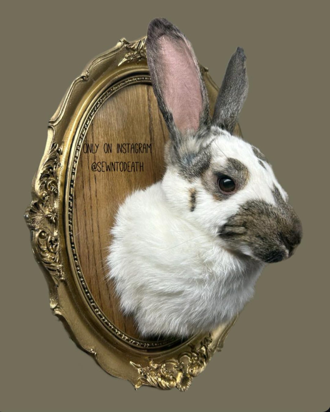 Rabbit Taxidermy - Etsy