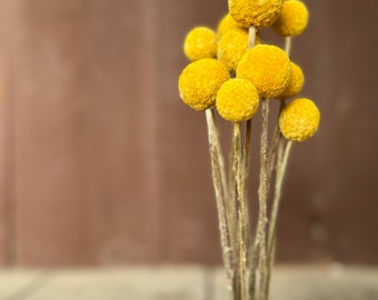 Craspedia dried flowers yellow | Federal | bouquet | drumstick | Billy Balls | Dried flowers