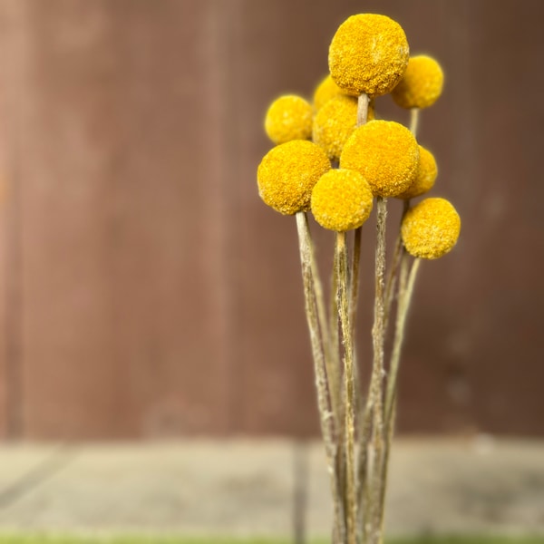 Craspedia Trockenblumen gelb | Bund | Strauß | Trommelstock | Billy Balls | Trockenblumen