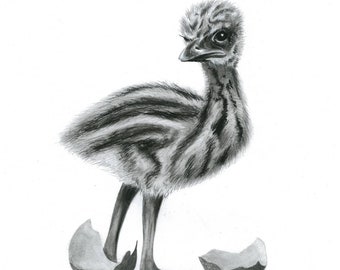 Baby Emu Australian Nursery Art Charcoal Drawing by Kristi Bain