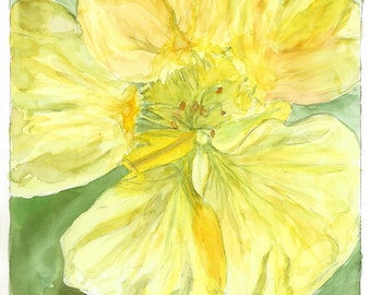 Yellow Nasturtium, Still Life Watercolor--Fine Art Print #51 by Kerstin Fletcher