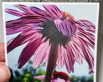 Echinacea Coneflower Sticker