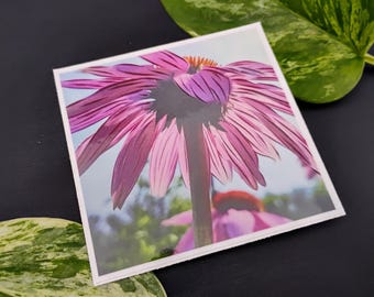 Echinacea Coneflower Sticker
