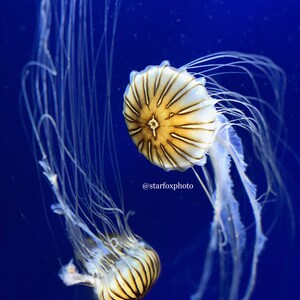 Jellies