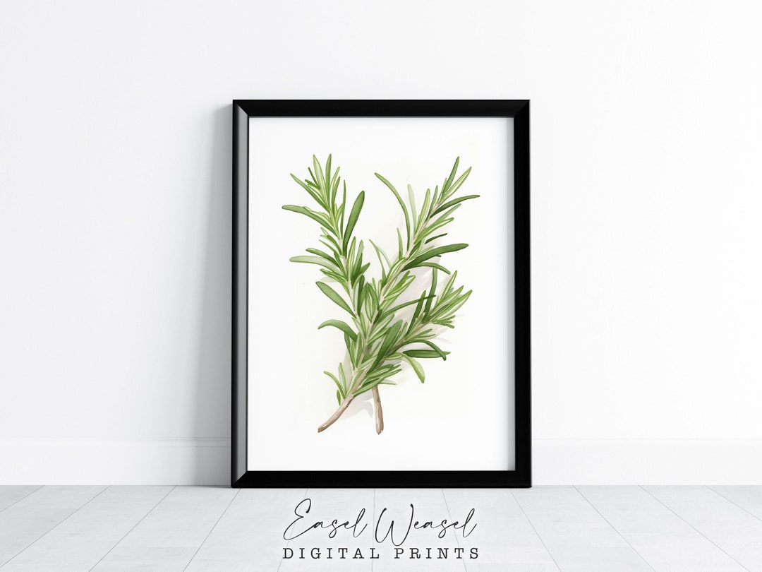 Rosemary Wall Art. Rosemary Art Print. Herbal Wall Art. Salvia Etsy