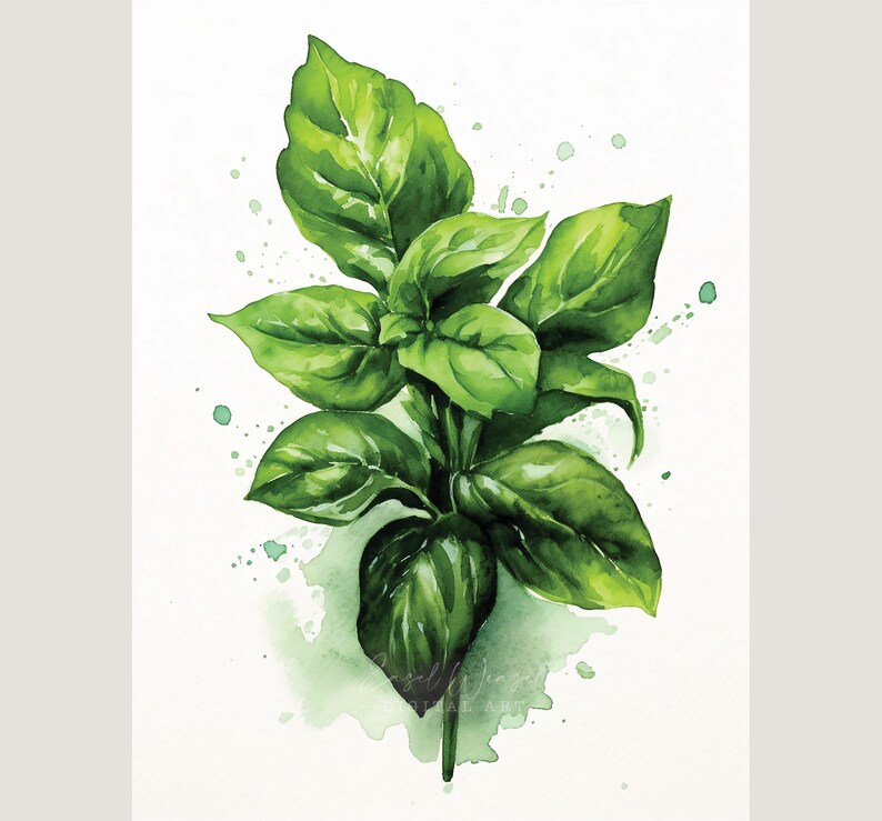 Fresh Basil Watercolor Art Print. Basil Kitchen Art. Basil Home Decor