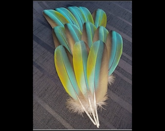 MACAW Feathers, Parrot Feathers, Ethically Sourced, 7 Inch Wing Feathers, Rare Exotic Tropical Feathers, Naturally Molted, Cruelty Free