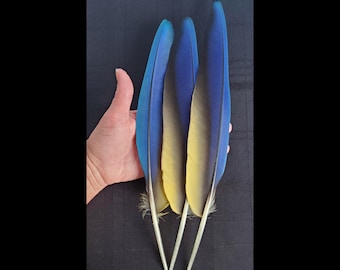 Pluma(s) de ala de guacamayo azul y dorado, pluma de loro grande, pluma exótica rara, auténtica, de origen ético, muda natural, libre de crueldad