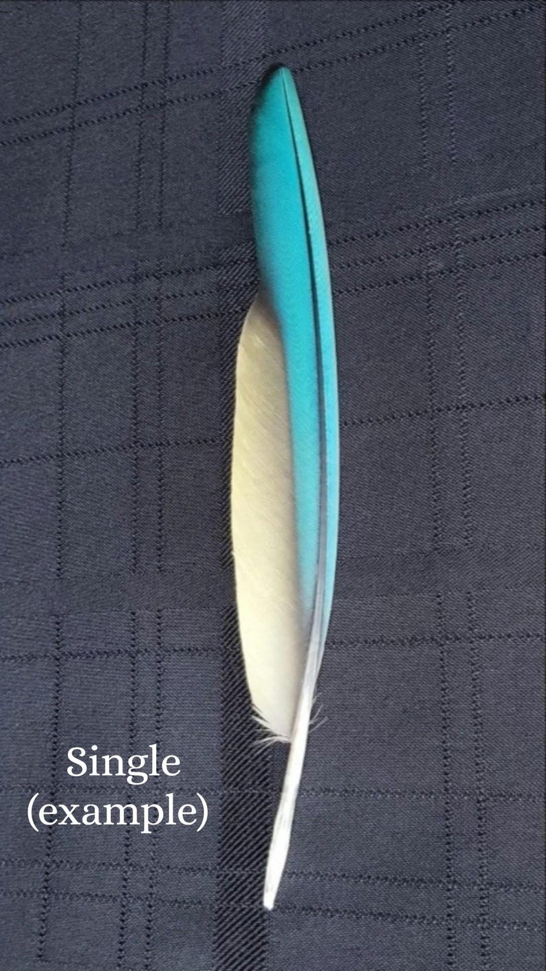 Puede incluir: Una sola pluma con una combinaci&oacute;n de colores turquesa y crema. La parte superior es turquesa, pasando a crema y blanco en la base. El texto "Single (example)" es visible.