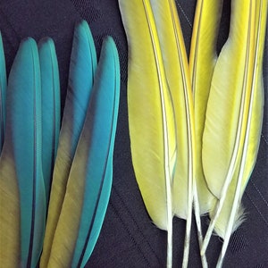 Pluma(s) de ala de guacamayo azul turquesa - Muda natural, libre de crueldad animal. imagen 7