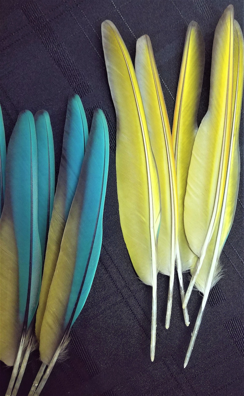 Pluma(s) de ala de guacamayo azul turquesa - Muda natural, libre de crueldad animal. imagen 7