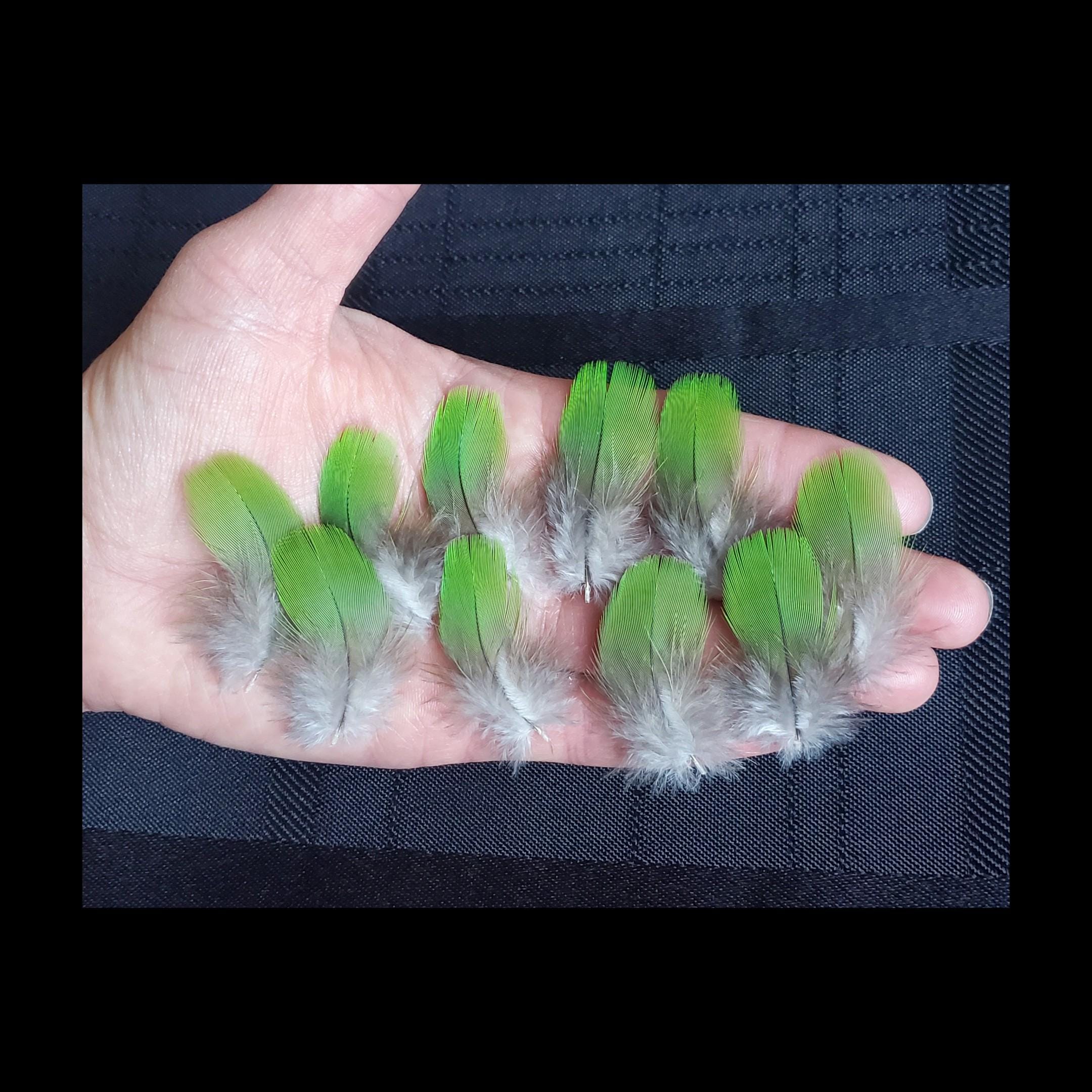 1.5 - 1.75 inch Small GREEN Macaw PARROT Feathers, Choose Quantity, Ethically Sourced, Rare Exotic Feathers, Molted Feathers, Cruelty Free