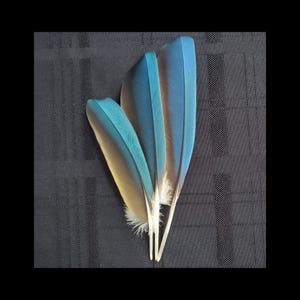 Macaw Feathers, Parrot Feathers, Wing Feather, Large Blue Feather, Ceremonial Feathers, Rare Exotic Feather, Naturally Molted, Cruelty Free