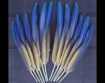 Pluma(s) de ala de guacamayo, pluma de loro auténtica, de origen ético, pluma azul larga, pluma exótica rara, muda natural, sin crueldad animal.