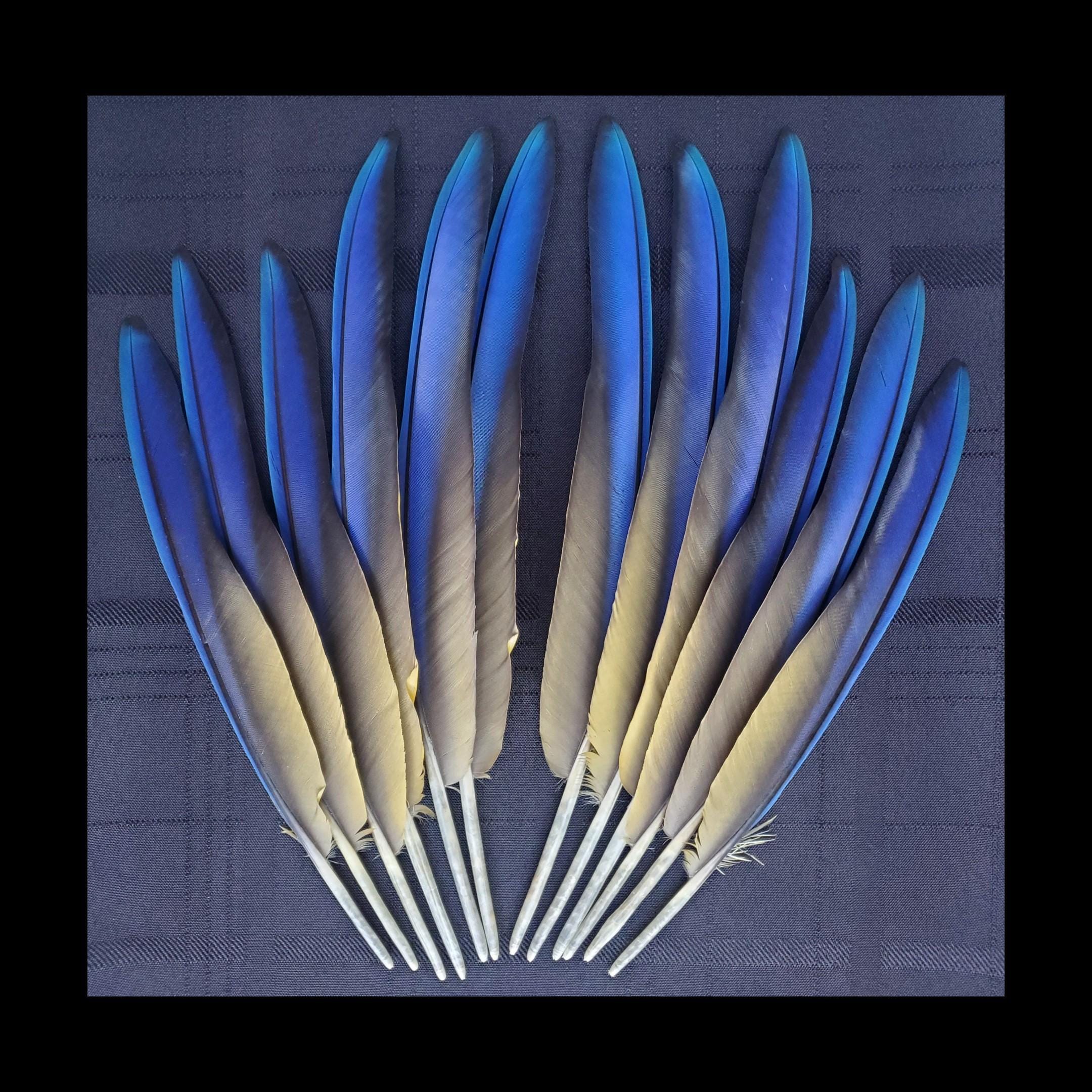 Exotic Feathers Fly Tying