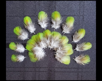 GREEN Macaw Feathers, SMALL Parrot Feathers, Rare Exotic Feathers, Naturally Molted, Cruelty Free