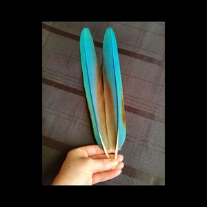 Macaw TAIL FEATHERS, Matched PAIR of 12 inch Long Parrot Feathers, Blue & Red, Rare Exotic Feathers, Naturally Molted, Cruelty Free Feathers