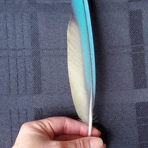 Puede incluir: Una pluma individual con base blanca y punta azul vibrante, de aproximadamente 25-28 cm de largo. La pluma se sostiene sobre un fondo azul oscuro texturizado. El texto "10 - 11 inches (example)" es visible en la parte inferior.