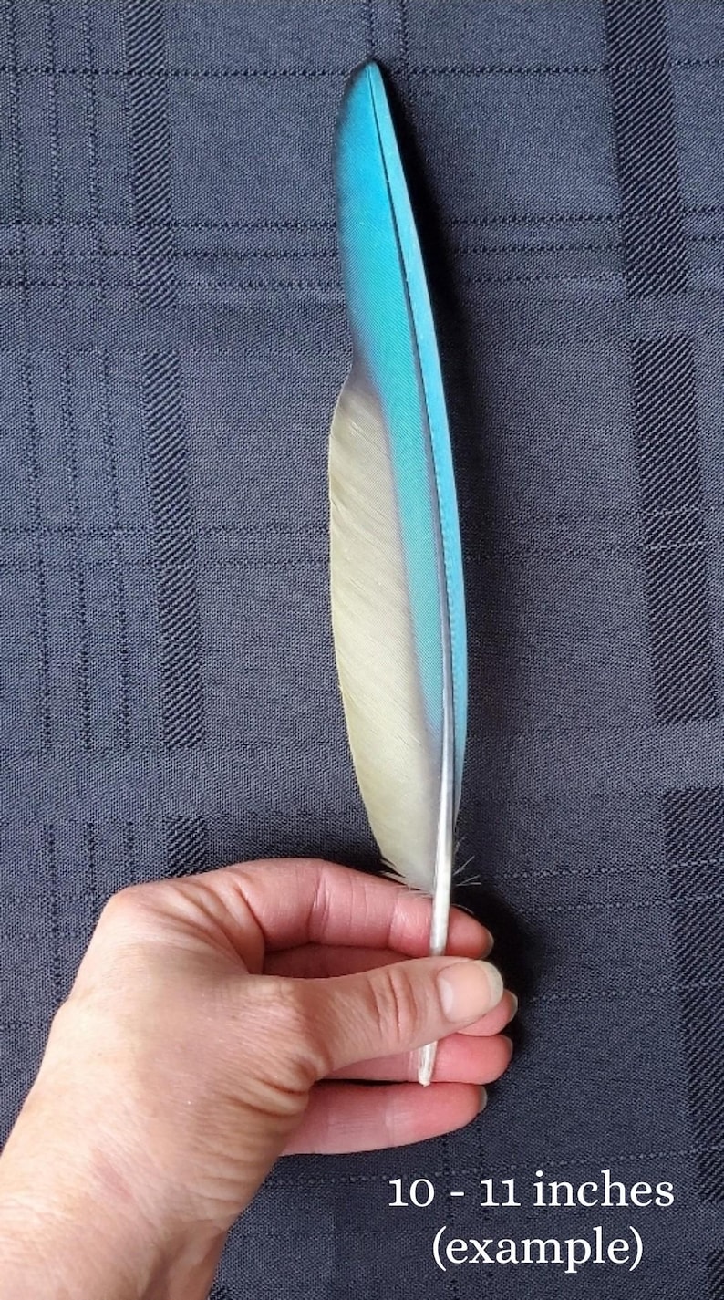 Puede incluir: Una pluma individual con base blanca y punta azul vibrante, de aproximadamente 25-28 cm de largo. La pluma se sostiene sobre un fondo azul oscuro texturizado. El texto "10 - 11 inches (example)" es visible en la parte inferior.