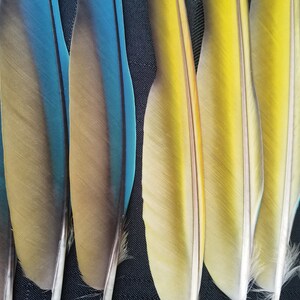 Puede incluir: Primer plano de varias plumas coloridas. Las plumas muestran un degradado de colores, incluyendo azul, amarillo y marr&oacute;n. Las plumas tienen una textura suave y est&aacute;n dispuestas en fila. Las plumas probablemente son de un ave.