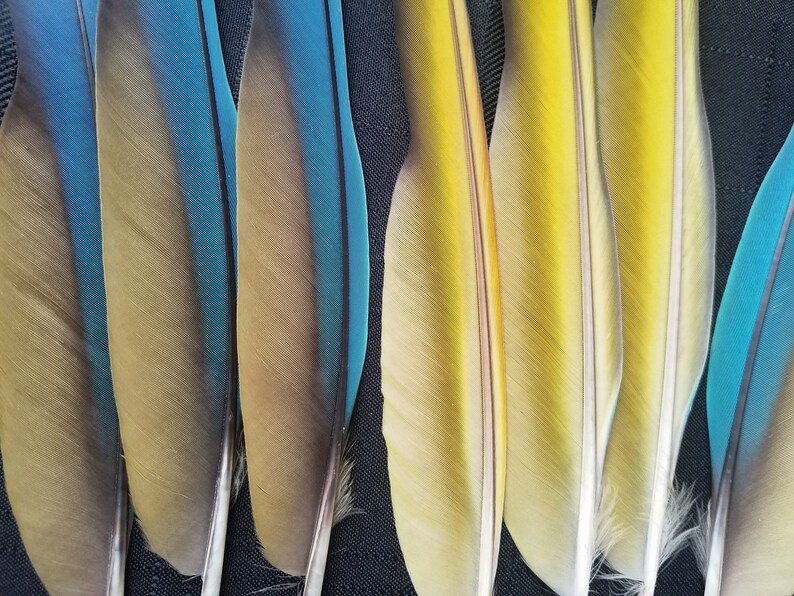 Puede incluir: Primer plano de varias plumas coloridas. Las plumas muestran un degradado de colores, incluyendo azul, amarillo y marr&oacute;n. Las plumas tienen una textura suave y est&aacute;n dispuestas en fila. Las plumas probablemente son de un ave.