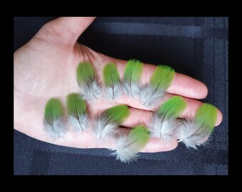 1 - 1.5 inch SMALL GREEN Macaw Parrot FEATHERS, Choose Quantity, Naturally Molted, Cruelty Free, Ethically Sourced Rare Exotic Feathers