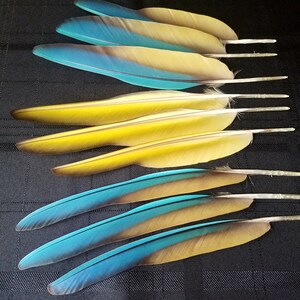 Pluma(s) de ala de guacamayo azul turquesa - Muda natural, libre de crueldad animal. imagen 5