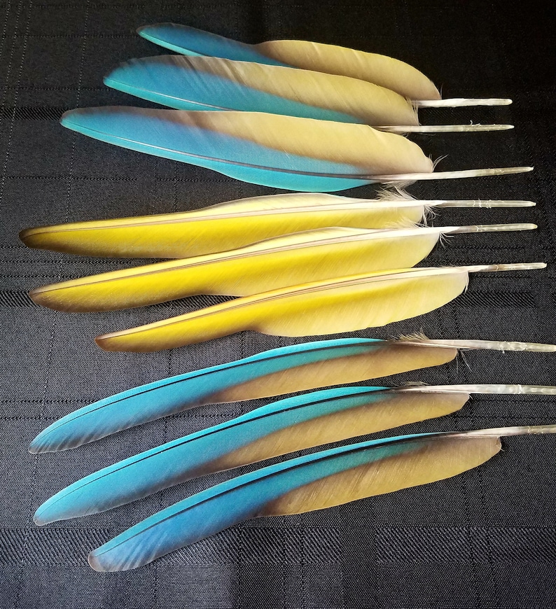Pluma(s) de ala de guacamayo azul turquesa - Muda natural, libre de crueldad animal. imagen 5