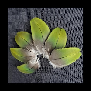 SMALL GREEN Macaw FEATHERS, Parrot Wing Cover Feathers, Rare Exotic Feathers, Naturally Molted, Cruelty Free