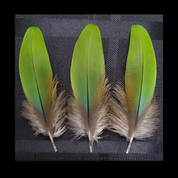 3 Count - 5 Inch Macaw Parrot Feathers, Iridescent Green Feathers, Rare Exotic Feathers, Naturally Molted, Cruelty Free Feathers