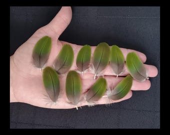 SMALL iridescent GREEN Macaw FEATHERS, Parrot Wing Cover Feathers, Rare Exotic Feathers, Ethically Sourced, Naturally Molted, Cruelty Free