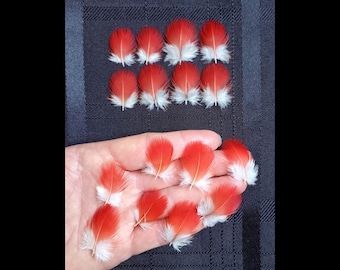 16 plumas pequeñas de guacamayo rojo, plumas de loro coloridas, plumas exóticas raras, mudadas naturalmente, plumas libres de crueldad animal.