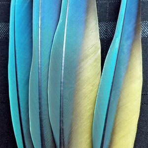 Puede incluir: Una colecci&oacute;n de cinco plumas vibrantes, que muestran un degradado de colores. Las plumas transicionan de un turquesa brillante en las puntas a un amarillo suave en la base, con una franja azul oscuro en el centro. Las plumas tienen una apariencia suave y texturizada.