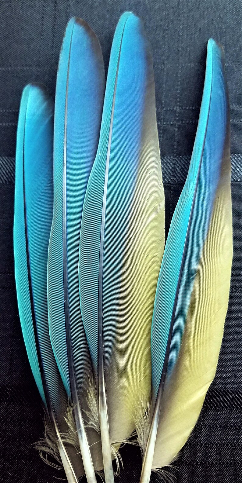 Puede incluir: Una colecci&oacute;n de cinco plumas vibrantes, que muestran un degradado de colores. Las plumas transicionan de un turquesa brillante en las puntas a un amarillo suave en la base, con una franja azul oscuro en el centro. Las plumas tienen una apariencia suave y texturizada.