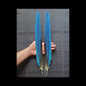 BEAUTIFUL Matched PAIR of LARGE Blue & Gold Macaw Side-Tail Feathers, Parrot Feathers, Rare Exotic Feathers, Naturally Molted, Cruelty Free