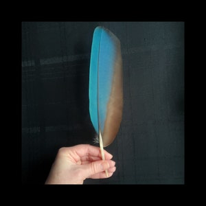 Macaw Wing Feather, 11 inch Large Blue Parrot Feather, Ethically Sourced, Rare Exotic Feather, Naturally Molted, Cruelty Free, Real Feather